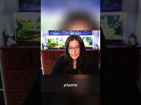 Aquatic Plant Light Needs: Beginner to Advanced Guide
