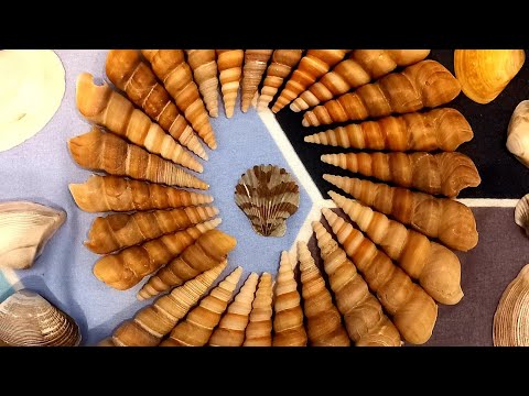 Pondicherry - Sights and Sounds