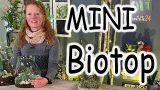 DIY Mini Biotop im Glas  Florarium  Terrarium  Fla
