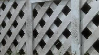 Brother - Mac DeMarco