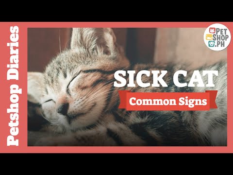 Sick Cat Symptoms | 3 Common Signs That Your Cat Is Sick | Home Remedies | Petshop.PH