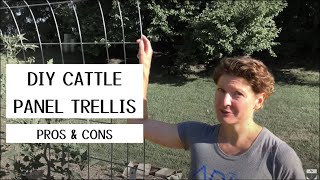 Cattle Panel Trellis - what we like (and don't like) about ours