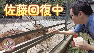 【🔰まよさんぽ#019】茨城県でリフレッシュ！鹿島神宮の鹿さんたちにパワーもらった＆癒された！編