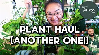 HUGE HOUSEPLANT HAUL (and an update on the last plant haul)