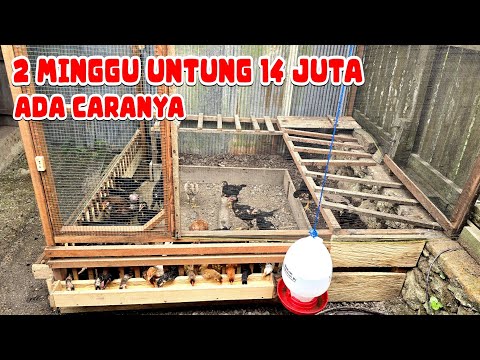 MUST KNOW‼️ HOW TO PROFIT FROM RAISING FREE-COMING CHICKENS