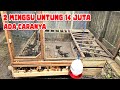 WAJIB TAU ️ CARA AGAR TERNAK AYAM KAMPUNG BISA UNTUNG