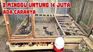 Download lagu WAJIB TAU‼️ CARA AGAR TERNAK AYAM KAMPUNG BISA UNTUNG mp3