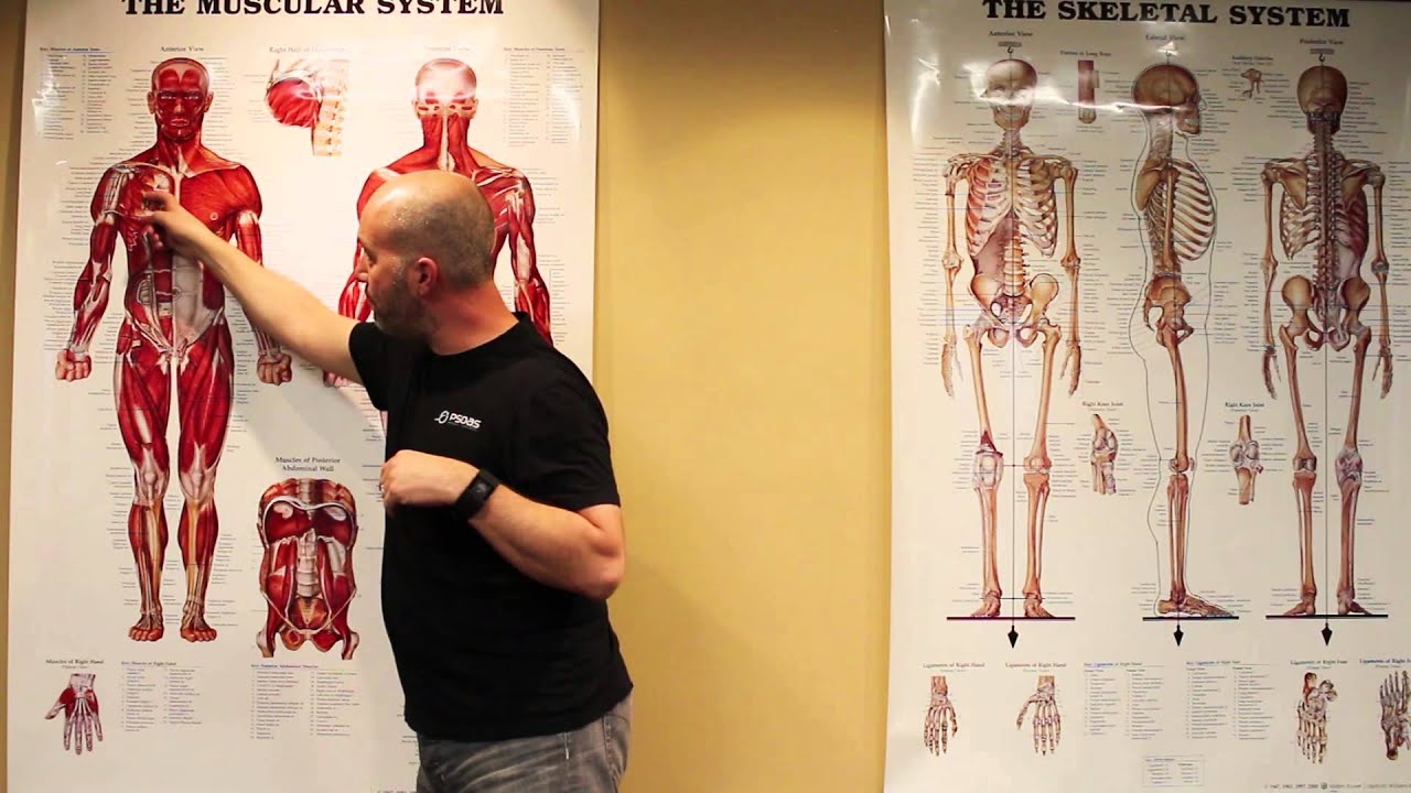 Explaining Upper Crossed Syndrome