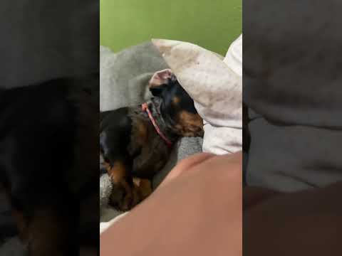 AMORA em Quinta do Sol  PR