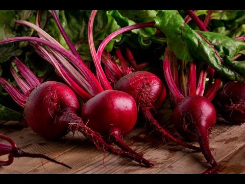 beets untitled | laura stevenson and the cans garageband cover
