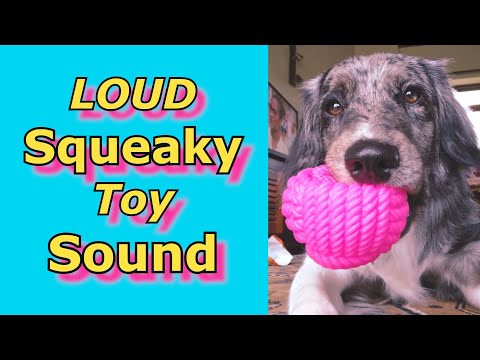 Squeaky Toy Sounds ,Sounds Dogs React To, Sounds that attract dogs  #prankyourdog #squeaky