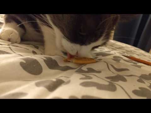 Cat eats tollhouse cracker because she can