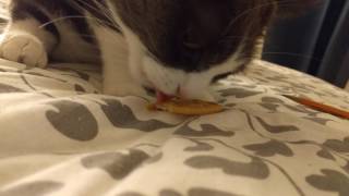 Cat eats tollhouse cracker because she can
