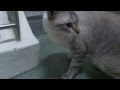 Two Cats Meowing Each Other Outside My House