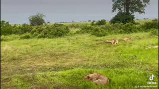 Lions Talking | Mikumi national park, Tanzania | Zanzibar Meet up