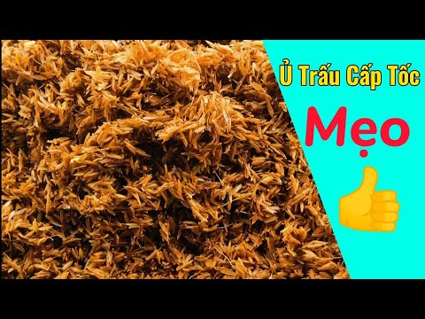 #52 Ủ TRẤU CẤP TỐC cực hay và dễ làm