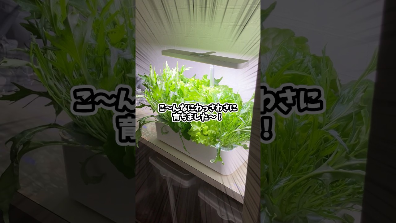 ガチで水耕栽培機を甘く見てた。良すぎて2台目ポチ。　#水の庭 #pr #水耕栽培 #室内栽培