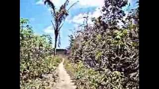preview picture of video 'Mountain Bike em São João da Ponta (Pará)'