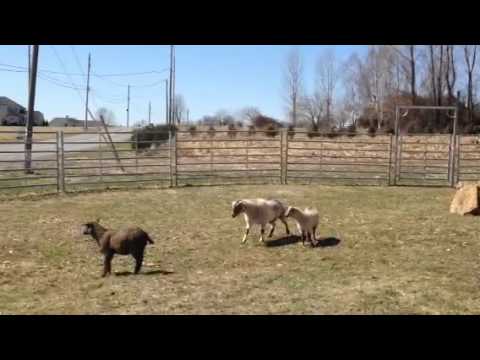 Postma fainting goats