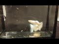 Albino German Yellow Tuxedo