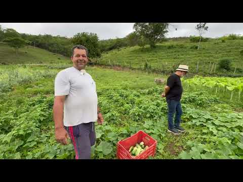 Involved in horticulture since childhood - Sérgio - Novo Cruzeiro MG