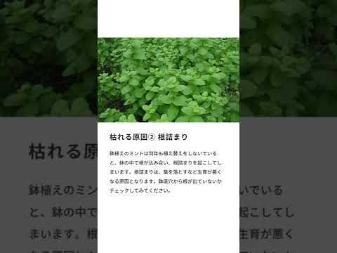 園芸 あらゆる好みに合わせたミント