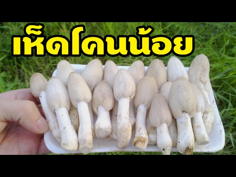 ข้อเสียของการเสริมเต้านม การเสริมเต้านม 1-2