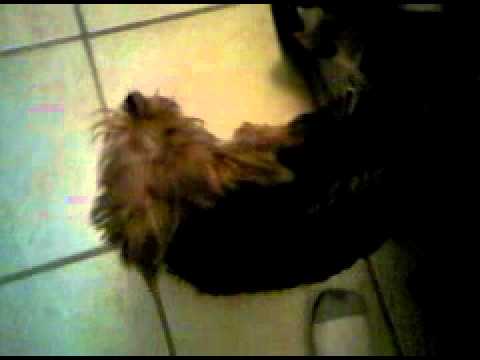 Bella caught in a bra.3GP