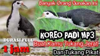 Download lagu Suara pikat ruak ruak betina mp3 1 jam full durasi mp3