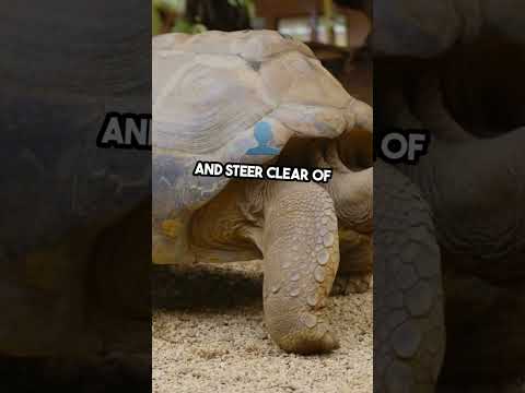 Feeding Turtles: Essential Tips for Healthy Pets | Turtle Care Guide  #viral #turtlefeeding