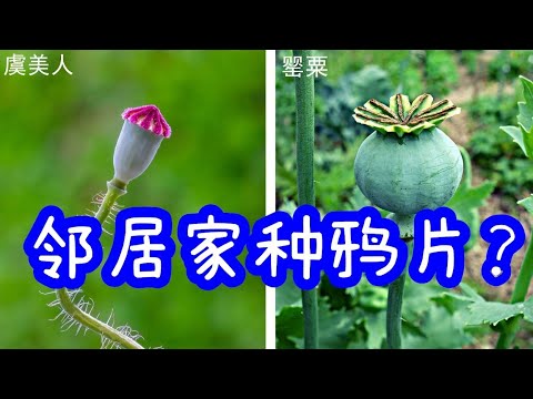 虞美人罌粟花