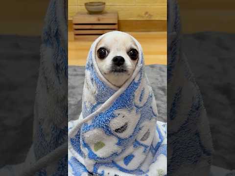 Siren Head Funk 😱#yodajjeom #sirenchallenge #halloween2025