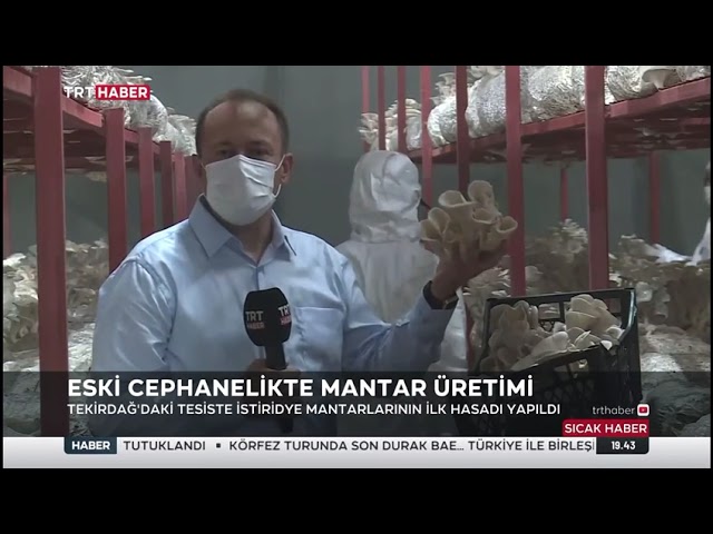 İlk Mantar Hasadı #TRTHaber
