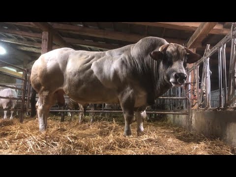 , title : 'Roberta Colombero,le sue vacche razza piemontese e il toro “Cigno”una montagna di muscoli'