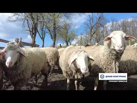 Naša priča ep. 400 27.04.2023. Rade Knežević, Milićevac, ovčarstvo, virtenberg