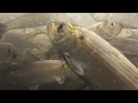 Presumpscot River Alewives
