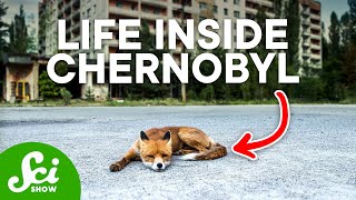 5 Ecosystems Thriving in the Least Likely Places