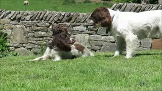 Two Springer Spaniels playing in the garden