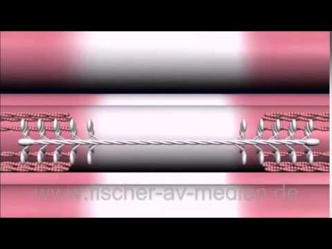 Muskel und Gehirn und Psyche Teil 2