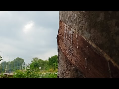 People put scissors up to chisel DK4 variety