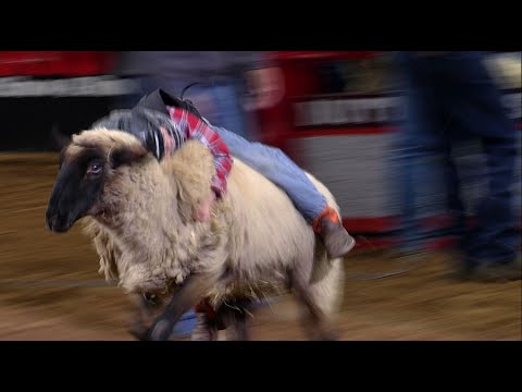 Mutton Bustin' highlights | San Antonio Rodeo | Feb. 17, 2022