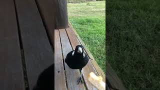 Making Magpie mates ✌🏽