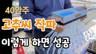 고추씨 직파  40만주 발아율 어느 정도일까?