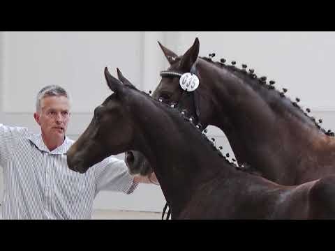 Stutfohlen vom Fürsten-Look