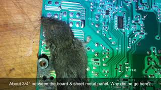 Rodent Rage on a Bosch Gas Range