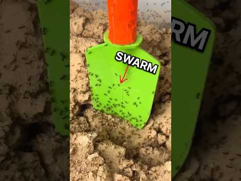 Digging Into My Ant Farm😬