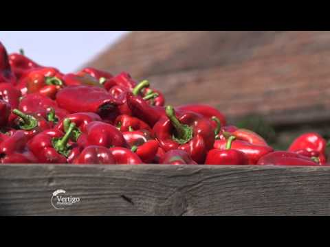 Savetovanje, Savremena prozvodnja povrca - U nasem ataru 617