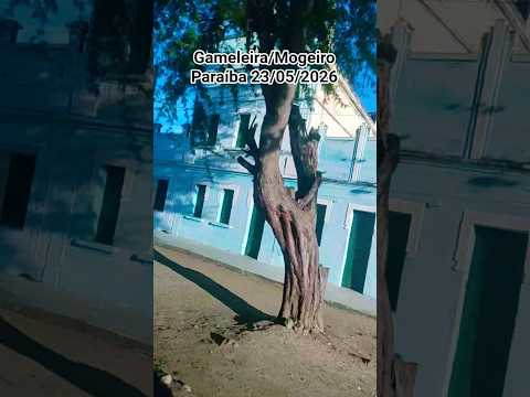 Gameleira/Mogeiro na Paraíba #paraiba #mogeiro #gameleira #nordeste