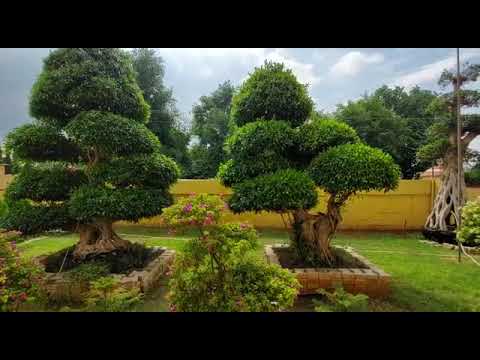 Decorative & garden full sun exposure bonsai plants