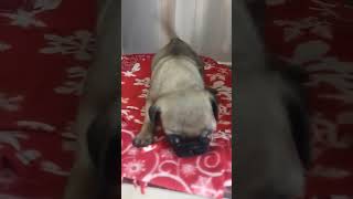 Video preview image #1 Pug-Unknown Mix Puppy For Sale in Grafton, WI, USA